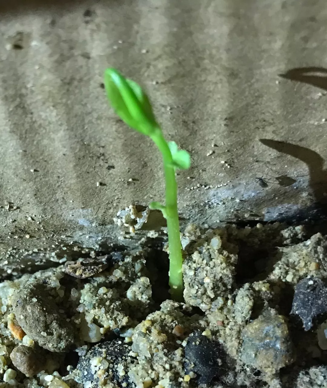 山茶花种子发芽图片图片