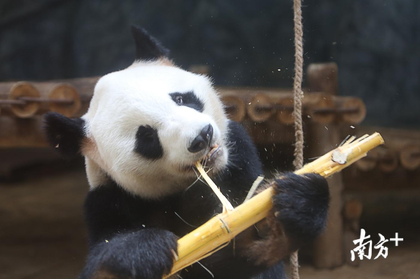 繁育研究基地到深圳野生動物園生活的