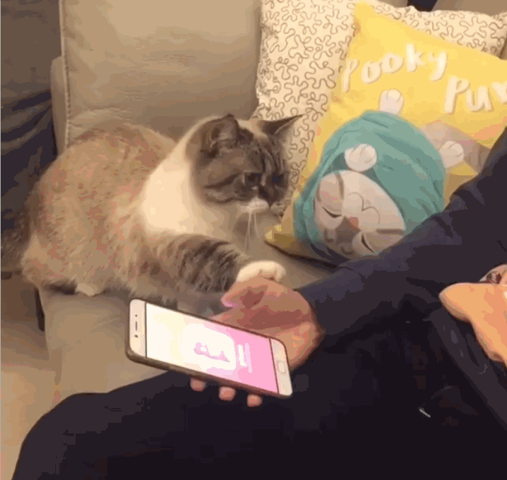 萌猫看主人玩手机,主动担当手机架,网友:想疯狂揉小肚几!