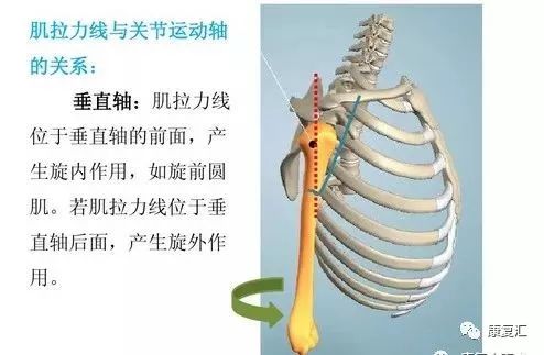 从肌肉的动点中心到定点中心作一直线,此线即表示该肌的拉力线