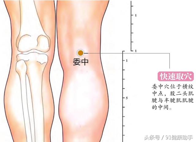 穴位养生 腰腿无力,腰痛,坐骨神经痛按委中 舒筋通络散瘀活血