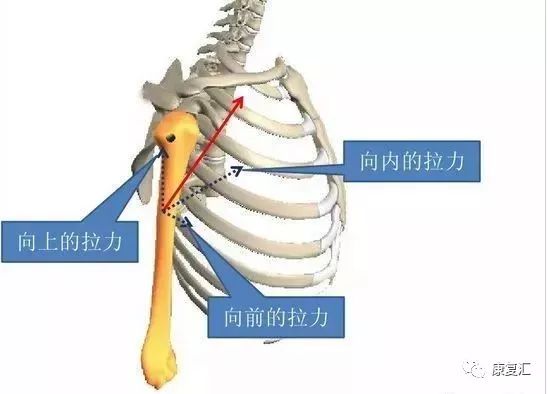 肌肉拉力线示意图图片