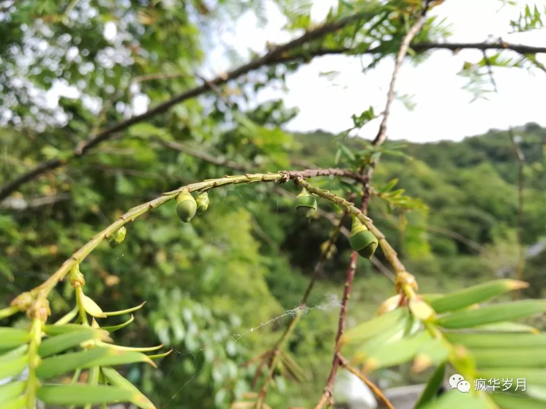 這是野生的山萮菜,芥末味這個不知名這是映山紅樹上的蒼苔接下來,來一