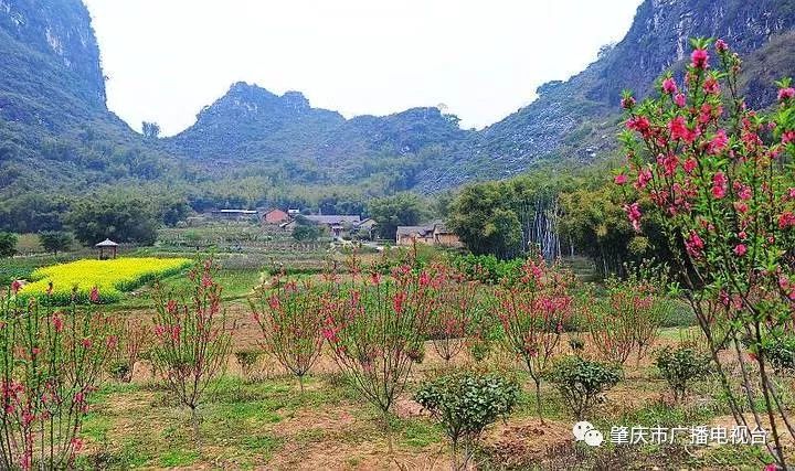 魅力肇慶:懷集橋頭鎮桃源村以玉米為主食,這與長壽之鄉有關嗎?