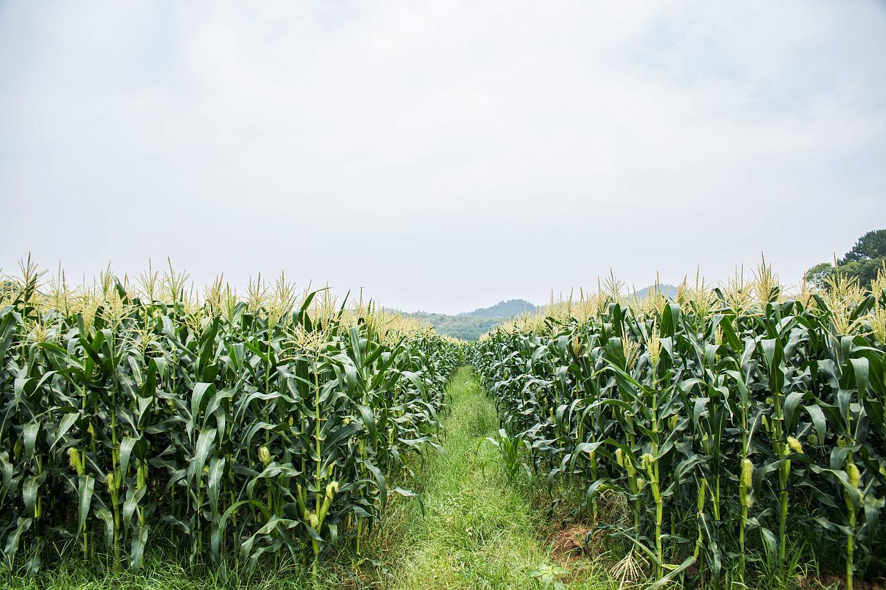 挂在农家院窗边丰收的玉米高清摄影大图-千库网