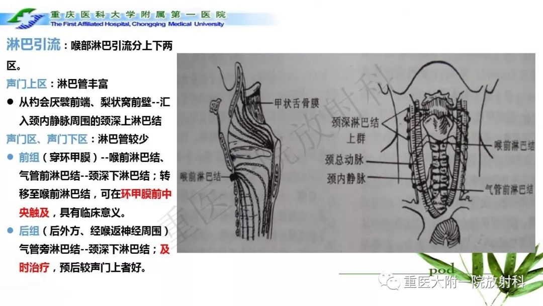 喉部解剖及t分期影像診斷