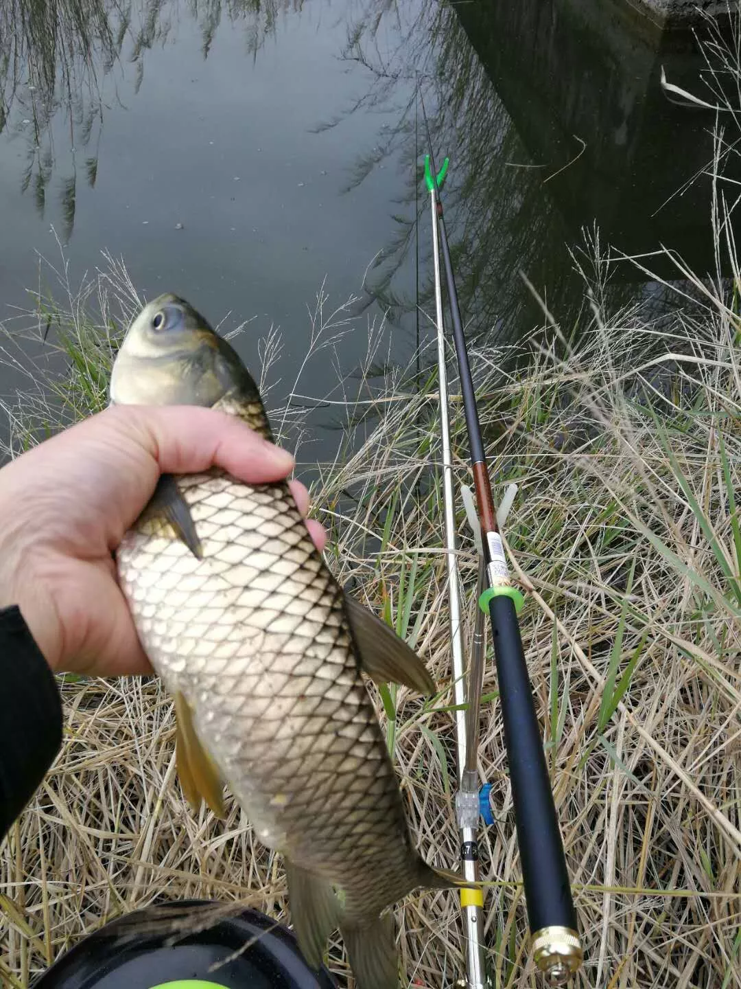 釣魚技巧丨夏季釣草魚掌握這幾點,想不爆護都難!