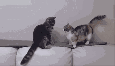猫打架动图图片