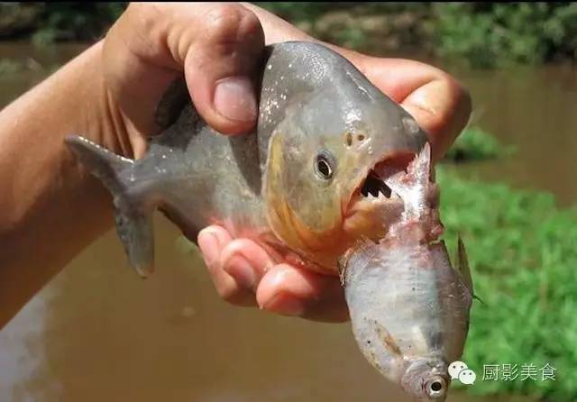 世界上最神秘的淡水魚王國