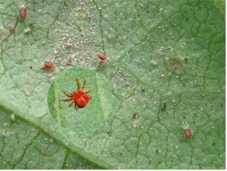 2, 用捕食螨后红蜘蛛数量减少,不用再使用杀螨剂即可有效控制红蜘蛛