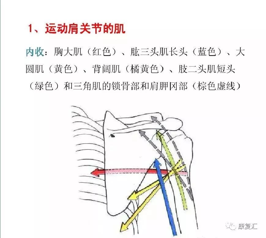 肌肉拉力线示意图图片