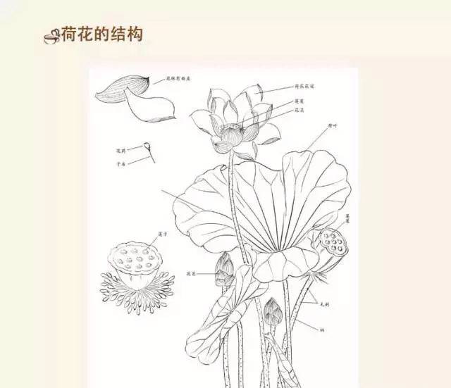 荷花组成部分分析图图片