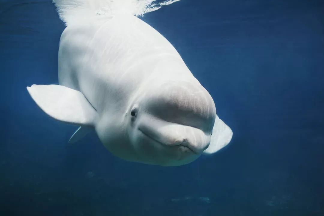 格陵蘭鯨豎琴海豹北極馴鹿北極麝牛北極大海雀對於冰雪的精靈們而言