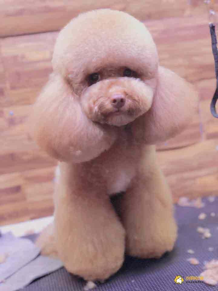 泰迪狗修毛造型图图片