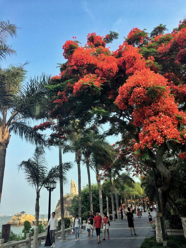 鳳凰花爆紅鼓浪嶼網紅打卡聖地平添豔麗誘惑