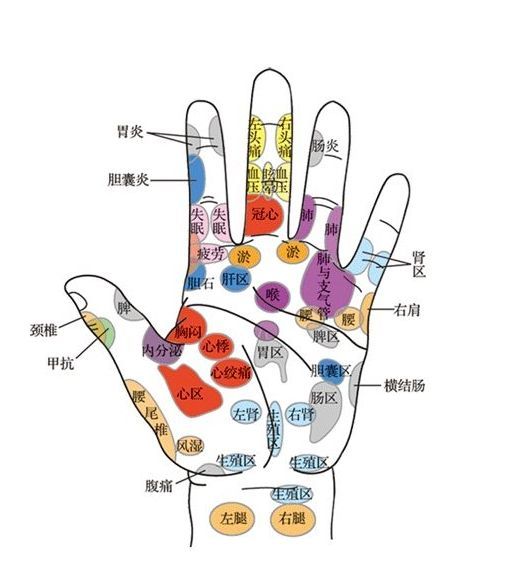 手的部位图解左手图片