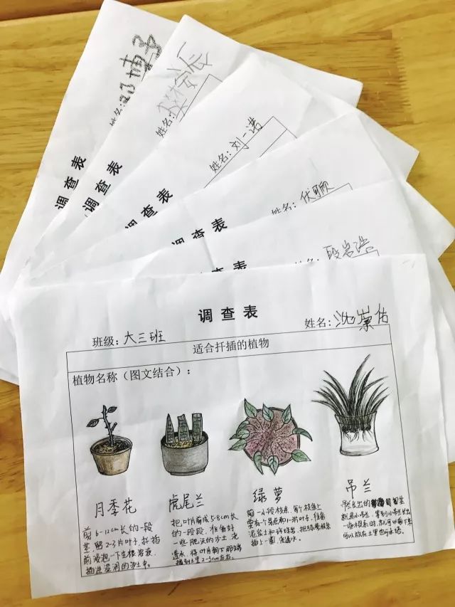 植物扦插手抄报图片