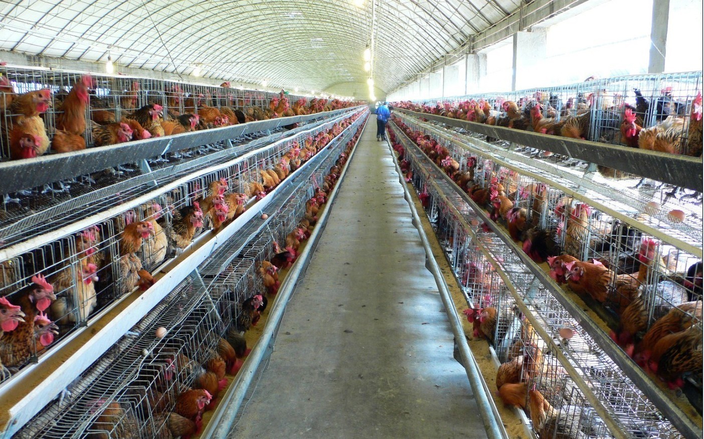 夏季高温来袭养鸡场怎样预防热应激?