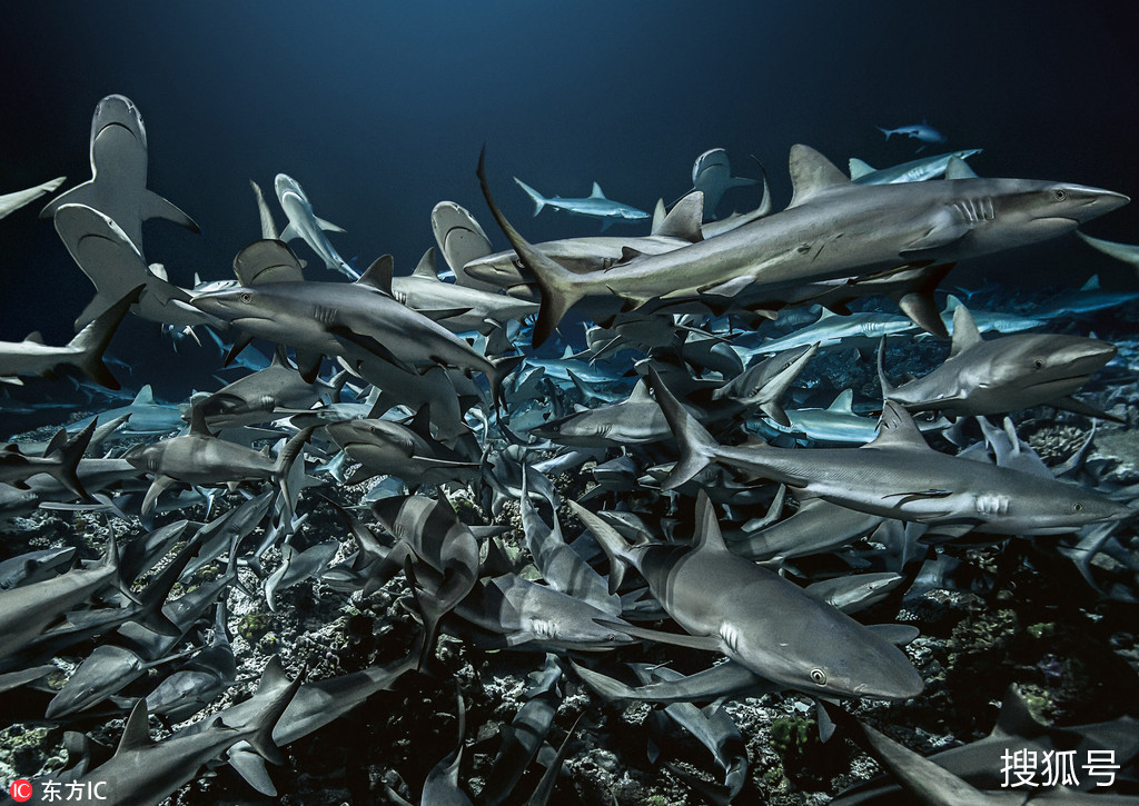 在法属玻里尼西亚的法卡拉瓦环礁拍摄了一组鲨鱼聚众捕食的震撼画面