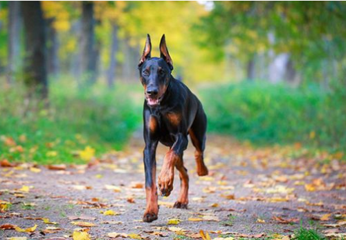 寵物趣聞:杜賓犬換牙食慾不好,杜賓犬換牙胃口不好