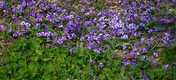 紫花地丁 集美貌与功效于一身的中药材