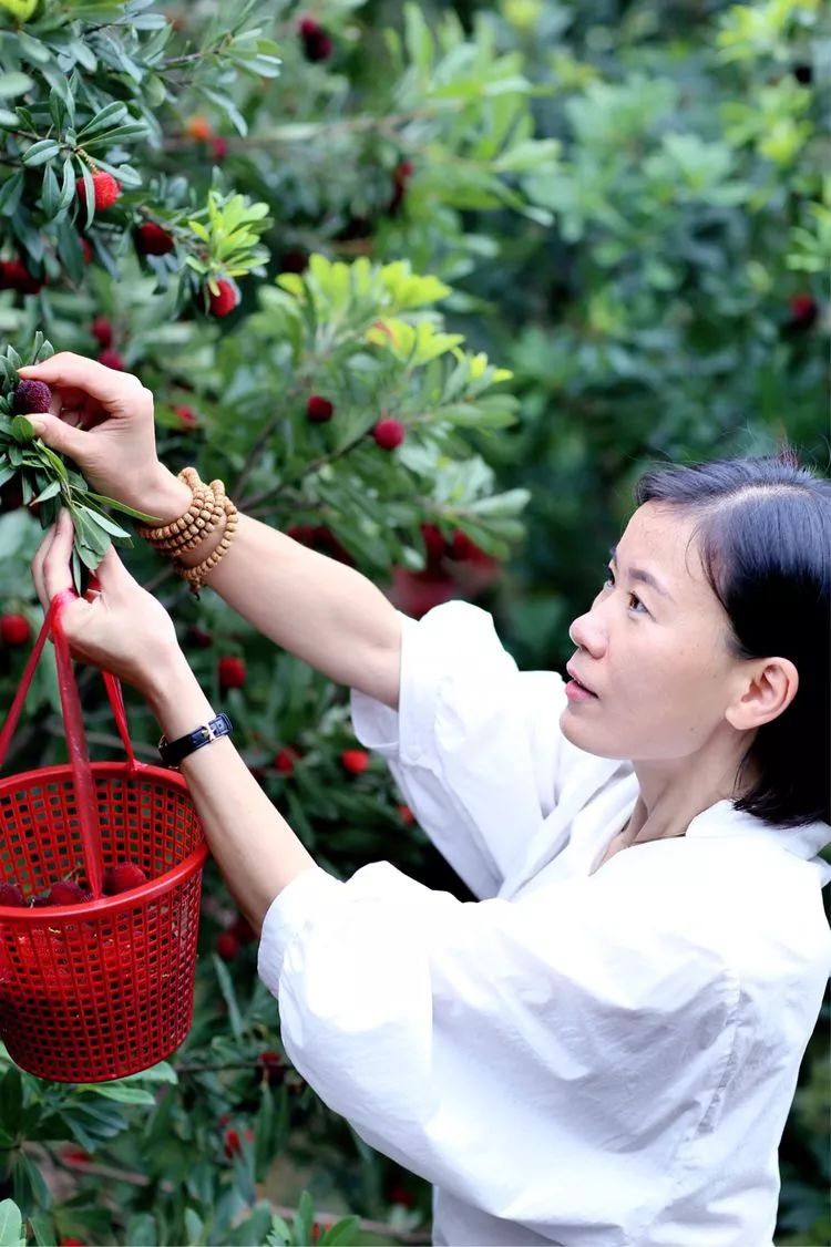 楊梅熟了採摘正當時我在茶山等著你