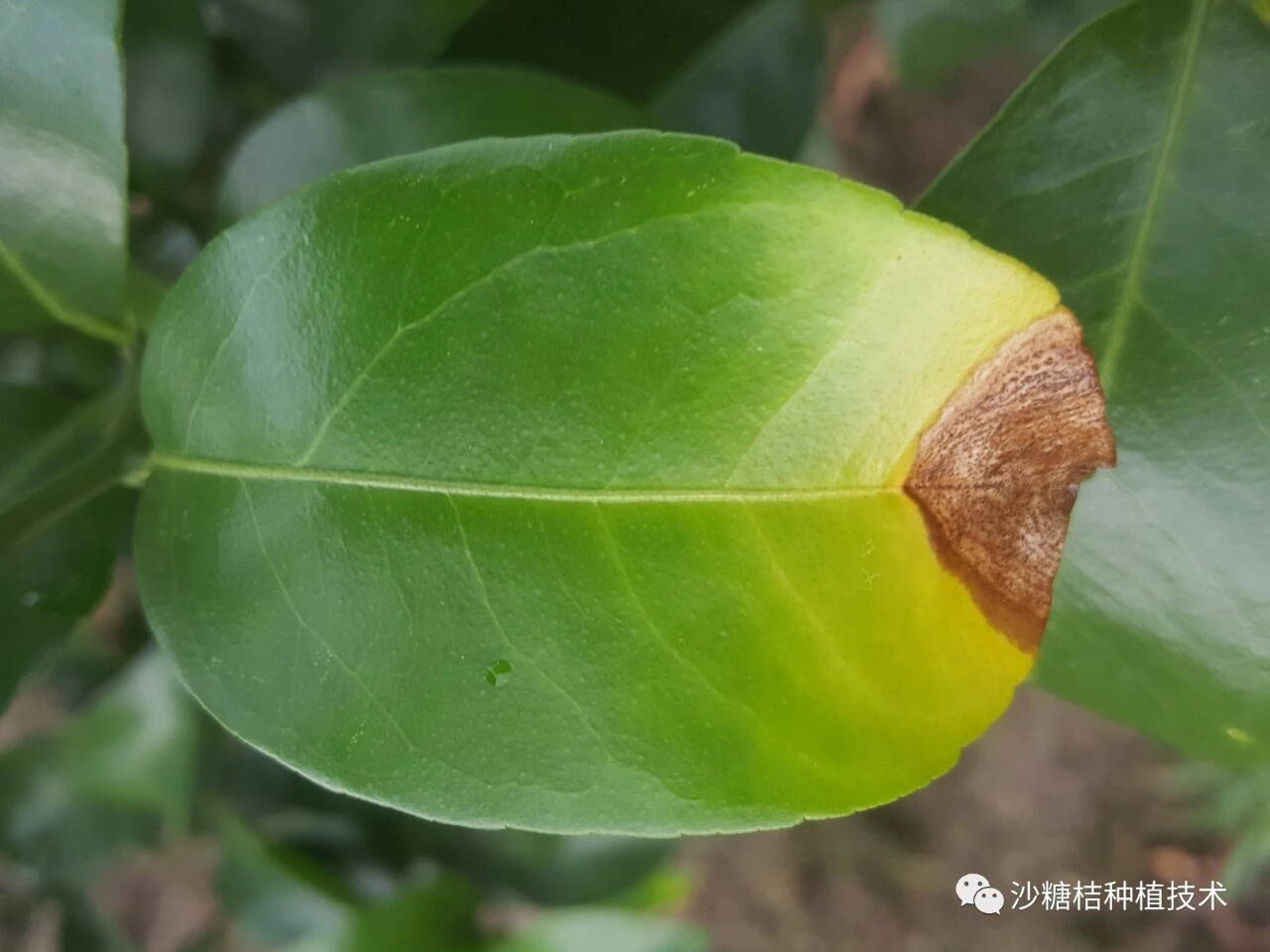 潛葉蛾: 吡蟲啉,甲氰菊酯, 毒死蜱, 阿維菌素.