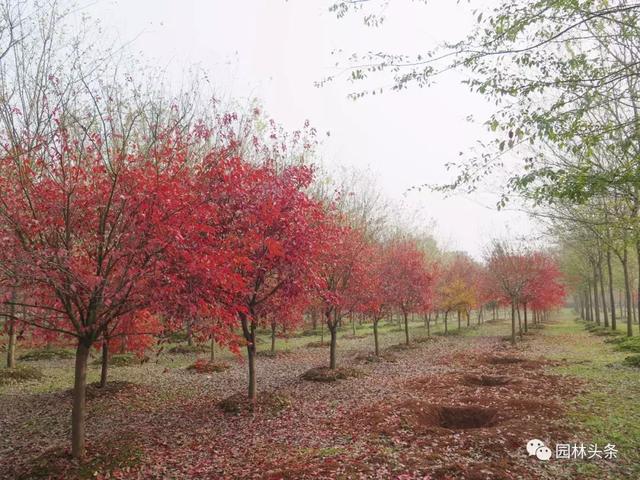 紫果槭,極具潛力的特色鄉土彩葉樹種