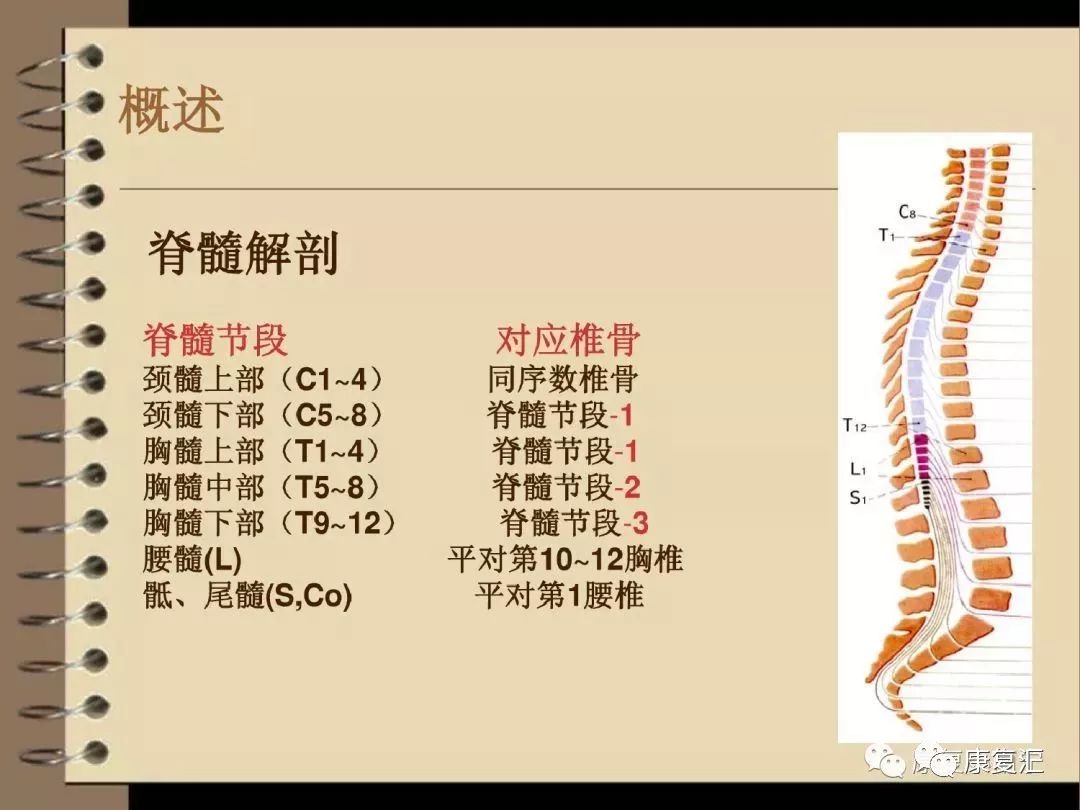 脊髓损伤平面定位图片