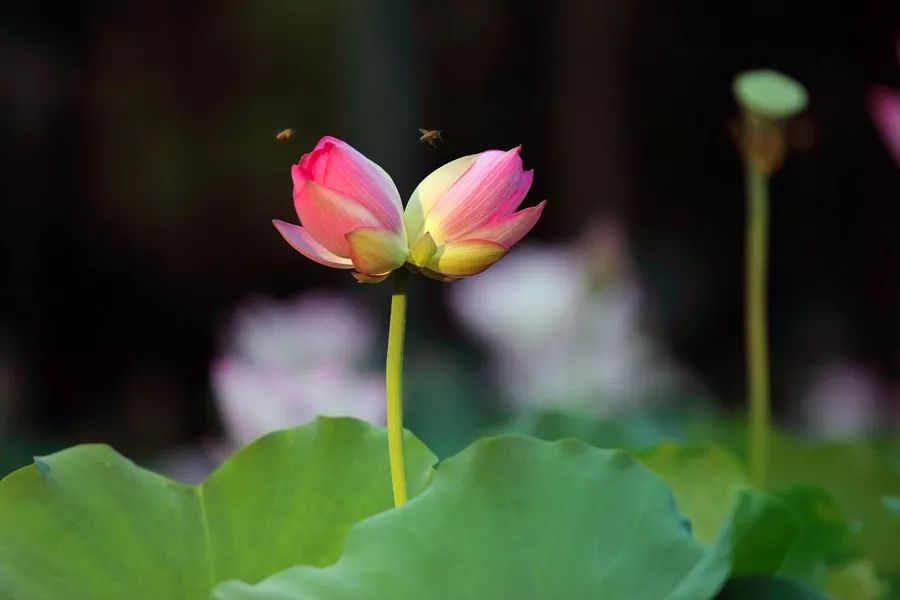 亞藝公園·禪荷花島的4株並蒂蓮開了,嬌羞欲語,脈脈含情,似一對佳人在