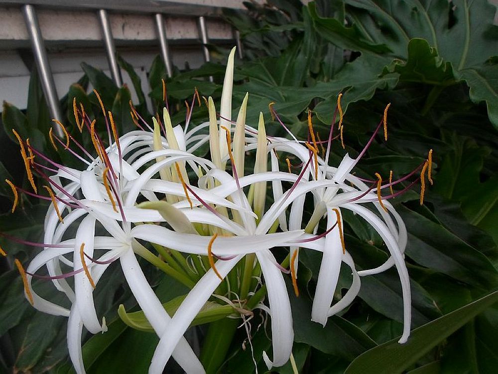 文殊兰开花寓意 花语图片