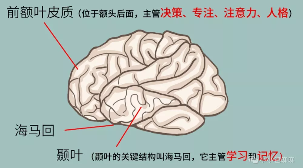 人的大脑有两个重要的结构,前额叶皮质和颞叶