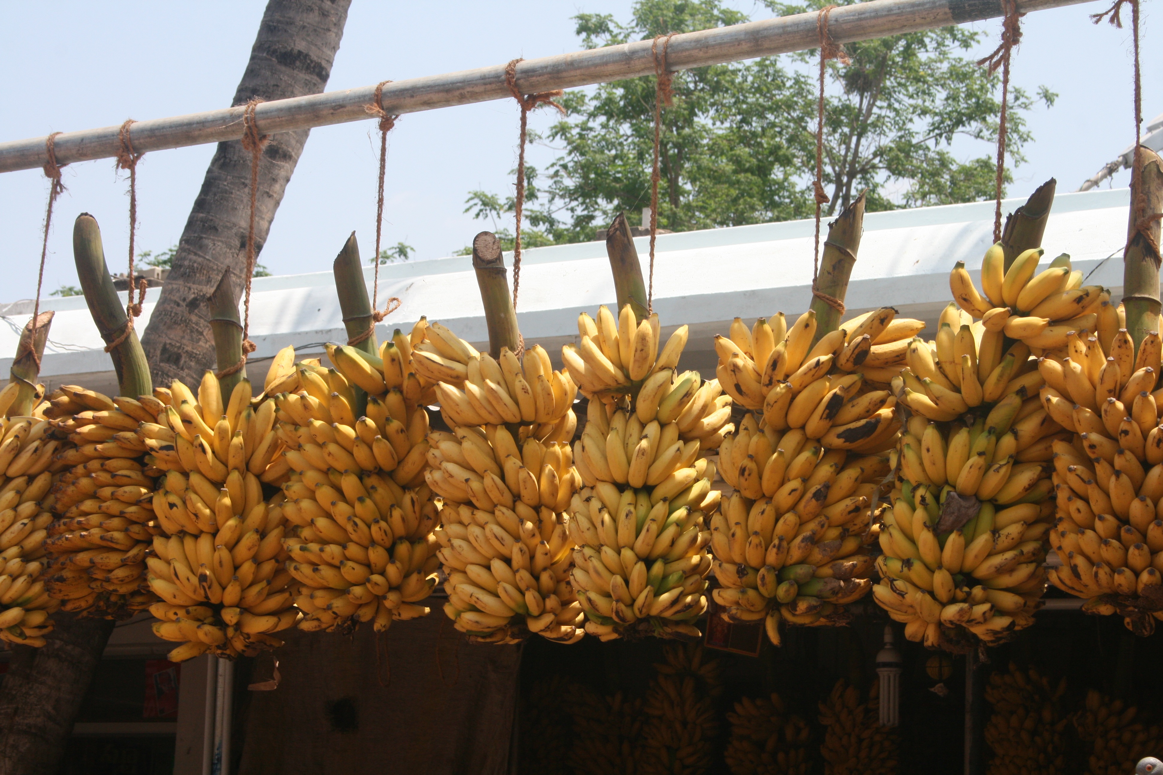 记得香蕉成熟时图片