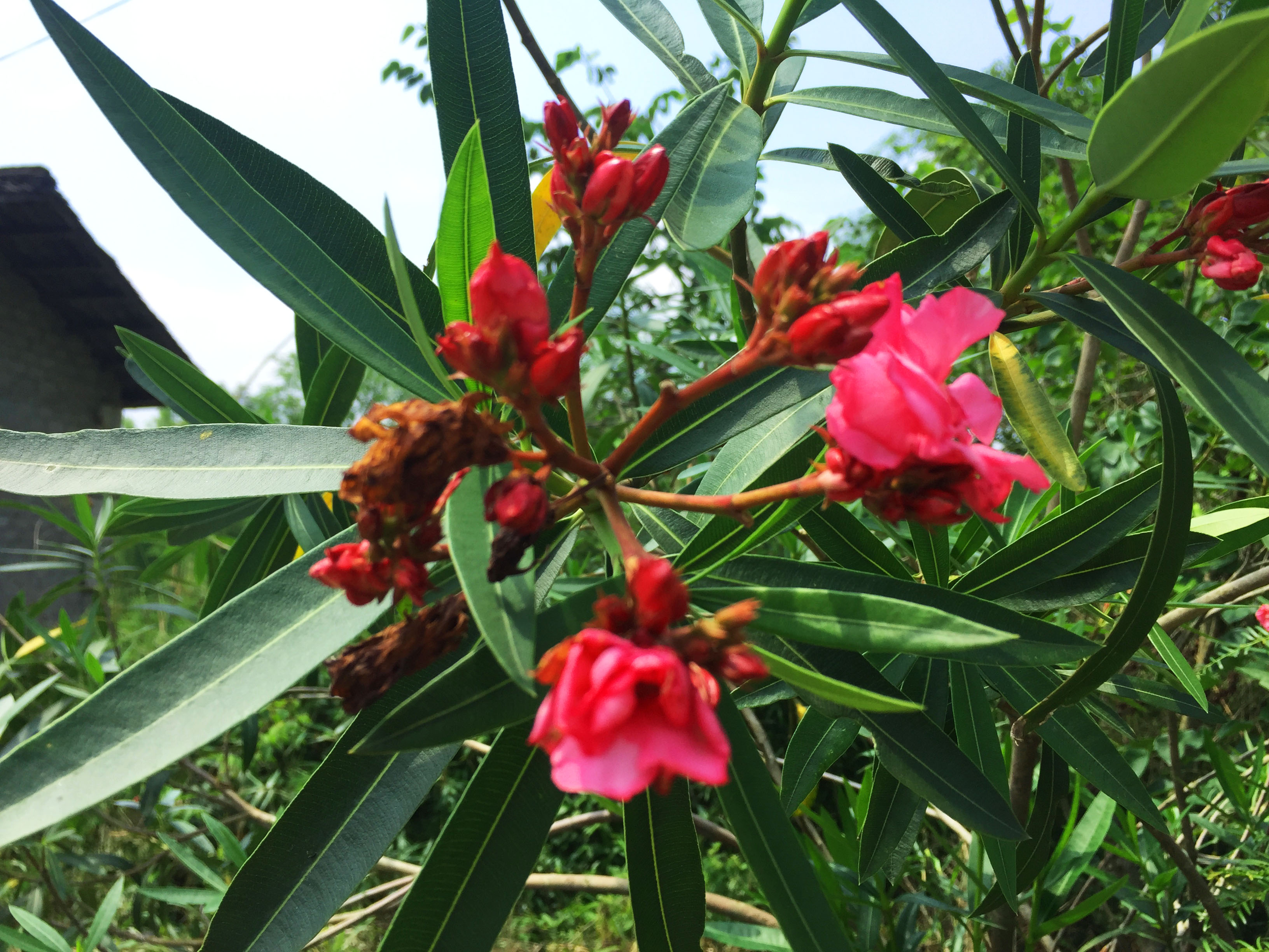 莽草花图片图片