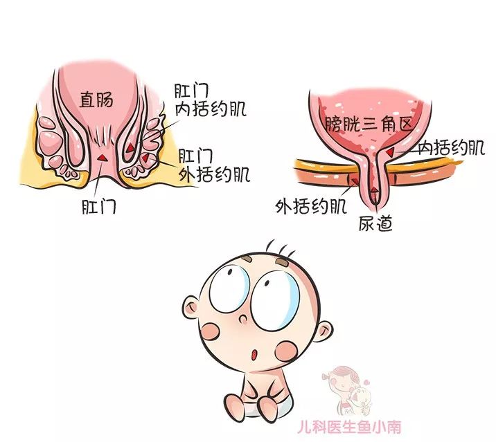 女性婴儿尿道口图片