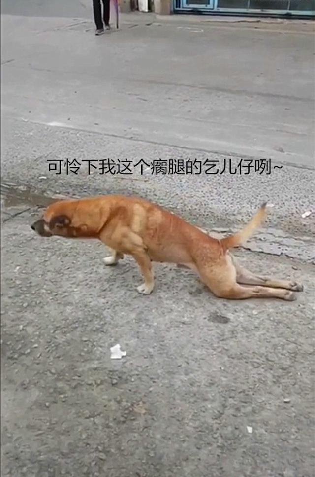 瘸腿的图片搞笑图片