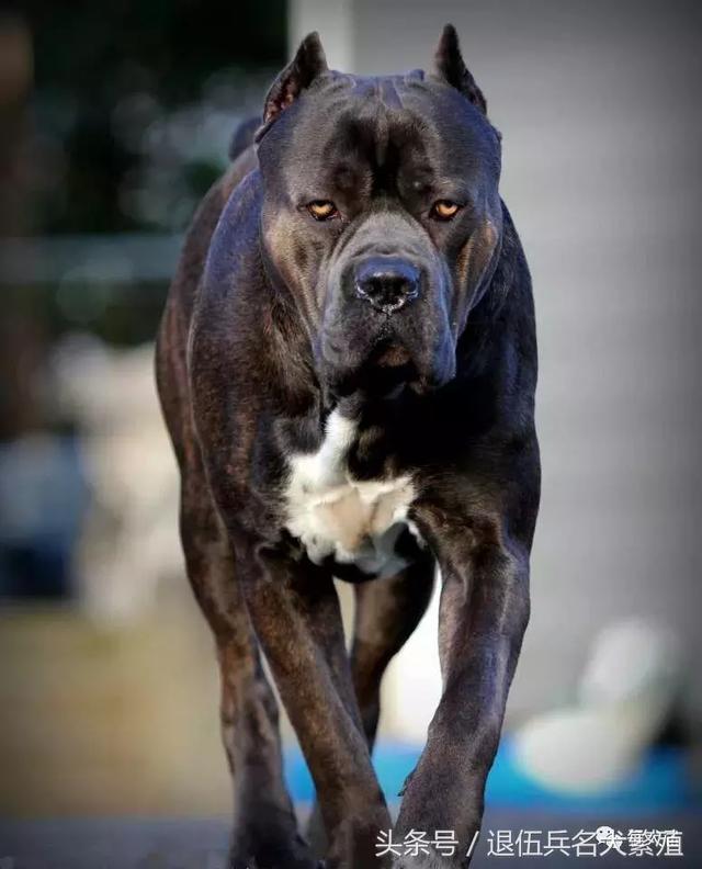卡斯罗犬体重标准图片