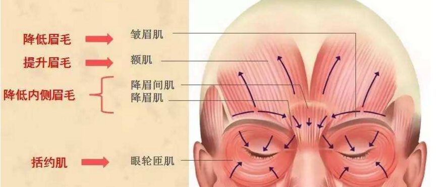 降眉间肌解剖图片