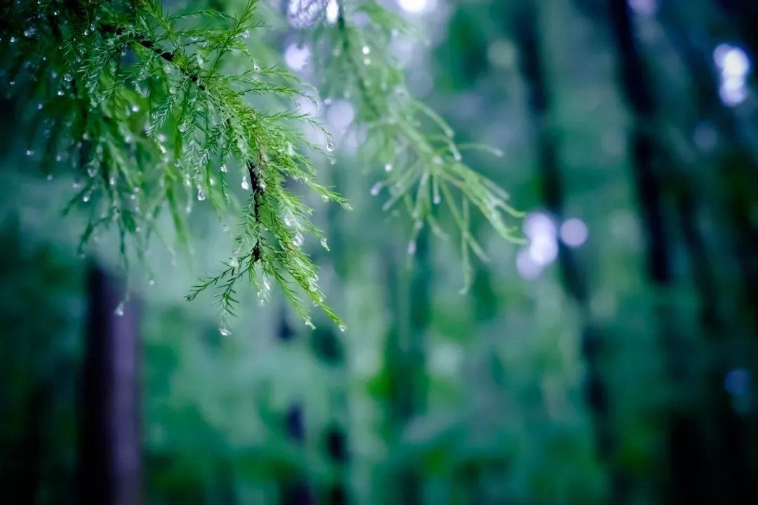 衰发短不栉,爱此一雨凉.庭木集奇声,架藤发幽香.