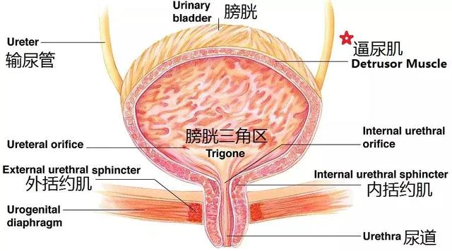 憋尿到底会不会把屁股憋大膀胱憋炸