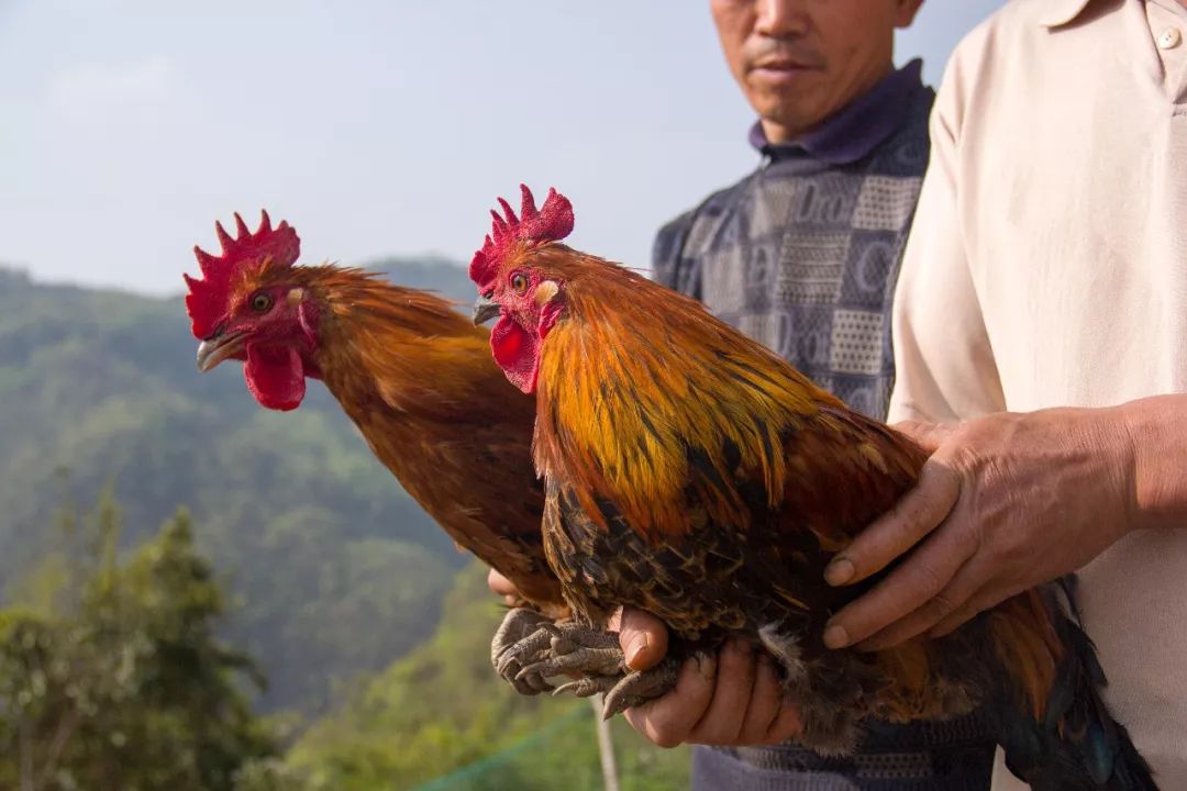 贵州平坝小香鸡的前世今生令人捉鸡