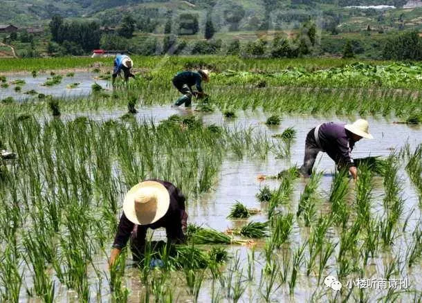 芒种安苗图片图片