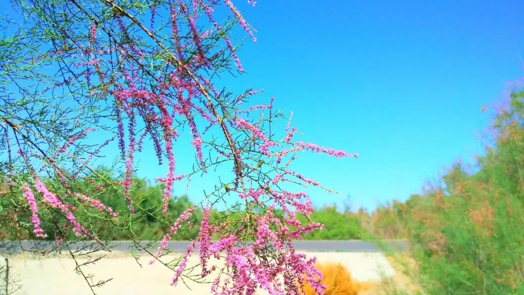 盛夏六月,我想带你去金塔沙漠胡杨林看红柳花!