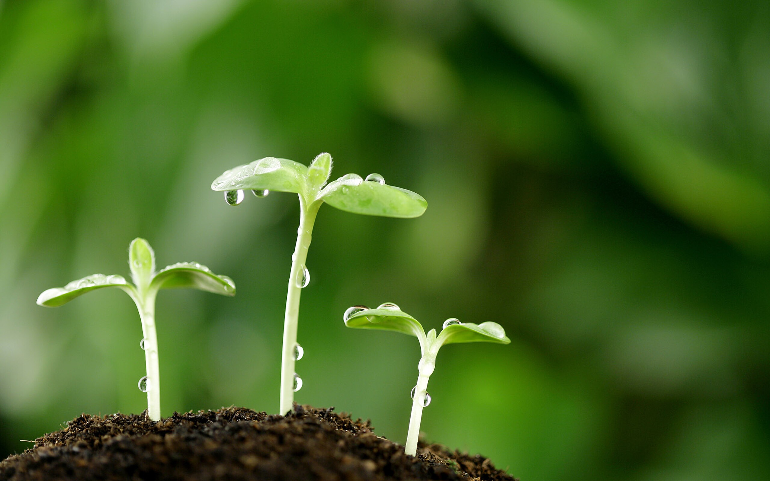 讀睡詩歌 細雨滋潤的泥土醉寫草色朦朧