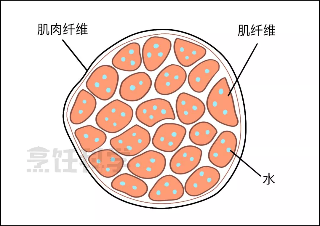 牛的肌肉是由一束束肌肉纤维组成的,而肌肉纤维是由肌纤维组成的!