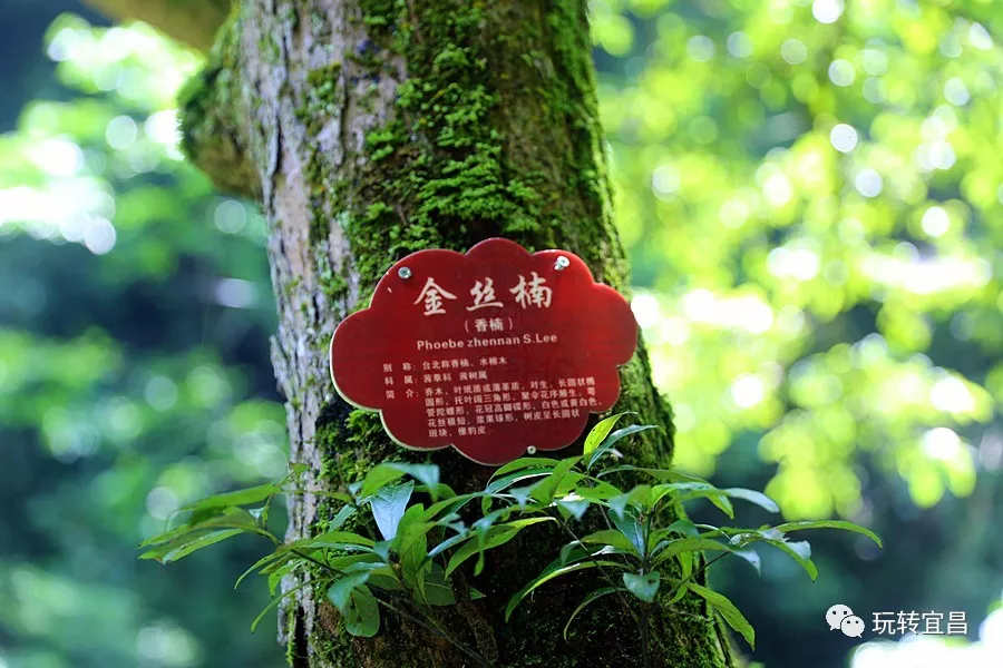 宜昌楠木林大峽谷,夏日避暑好去處