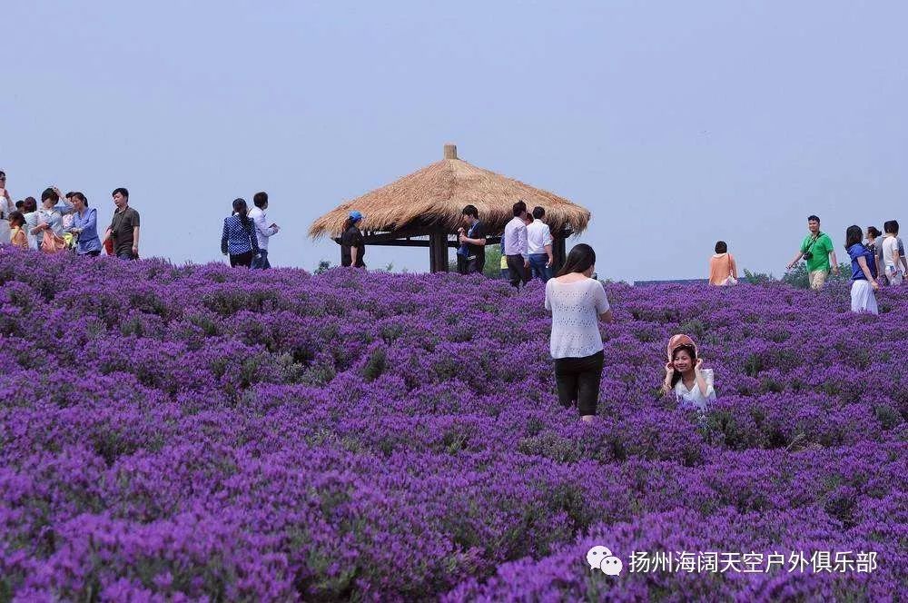 6月24号周日南京熏衣草黄龙岘文化村美食一日游