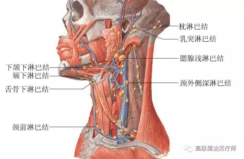 淋巴管分布图片