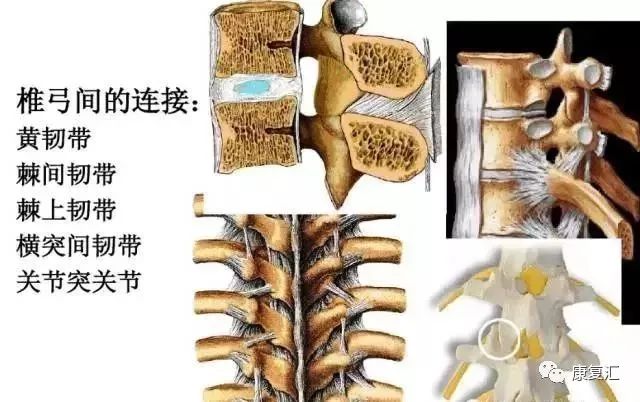 【系统解剖】腰椎及腰部的层次图解