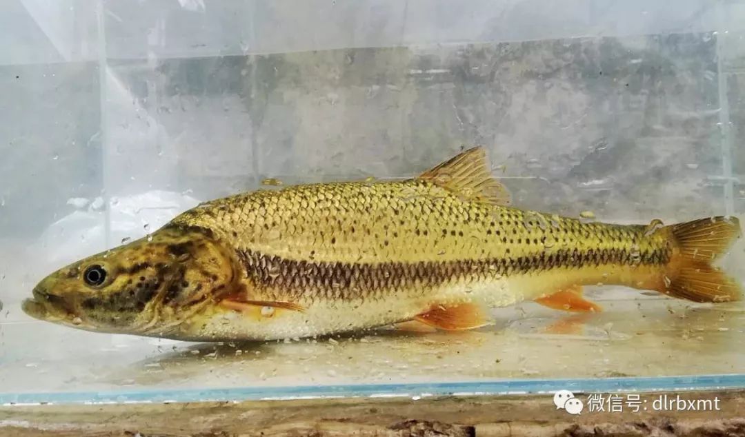 屬,俗稱花魚,是瀾滄江,怒江特有魚類,為產地重要的冷水性野生經濟魚類